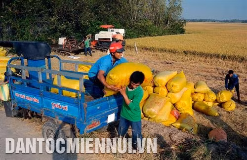 Bà con Khmer thu hoạch lúa vào những ngày đầu năm mới tại xã Trung Bình, huyện Trần Đề (Sóc Trăng). Ảnh: An Hiếu