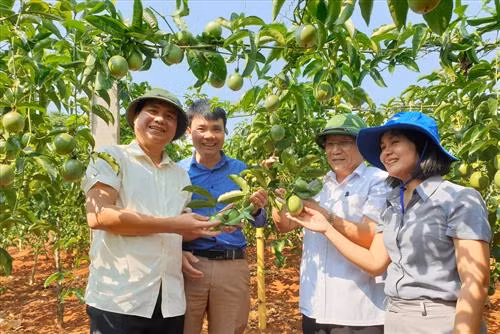 Cây chanh leo tại vườn huyện Hướng Hóa cho nguồn thu nhập cao hơn so với loại cây trồng khác trên cùng một đơn vị diện tích. Ảnh : quangtritv.vn