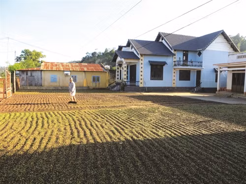 Huyện đang đẩy mạnh liên kết sản xuất cà phê bền vững từ quá trình sản xuất đến khâu tiêu thụ sản phẩm
