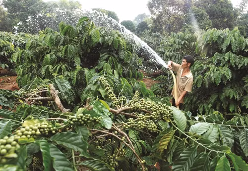 Gia đình anh HNich, dân tộc Bahnar, ở làng KTăng, xã K’Dang nhờ được vay vốn để cải tạo vườn cà phê nên đã thoát nghèo.