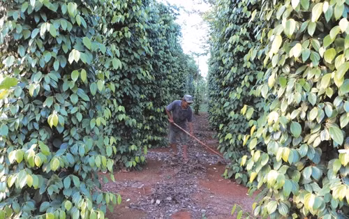 Huyện Cư Kuin có 1.500 ha hồ tiêu, tập trung chủ yếu ở các xã Ea Bhôk, Ea Ning, Ea Hu...