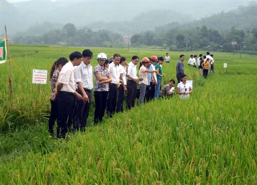 Giới thiệu mô hình sản xuất lúa chất lượng cao cho đồng bào dân tộc thiểu số.
