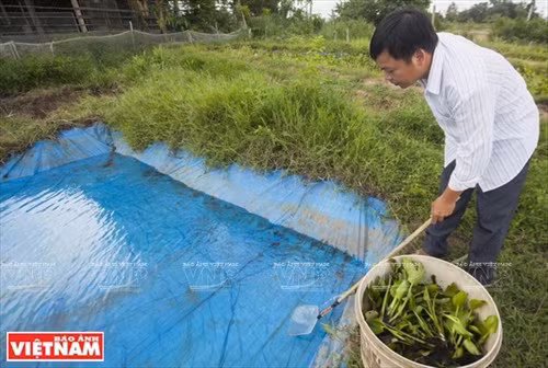 Làm giàu từ trang trại cà cuống ảnh 2
