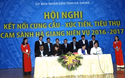 Các doanh nghiệp tiêu thụ sản phẩm lớn của các tỉnh thành, phố ký kết hợp đồng tiêu thụ sản phẩm cam sành Hà Giang với các hợp tác xã sản xuất cam sành Hà Giang niên vụ 2016-2017. Ảnh: Minh Tâm-TTXVN.