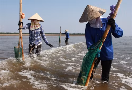 Trung bình một buổi sáng, mỗi người dân cào được 5-8 kg ngao