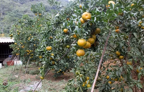 Quýt Quang Hán năm nay được mùa, người trồng phấn khởi.