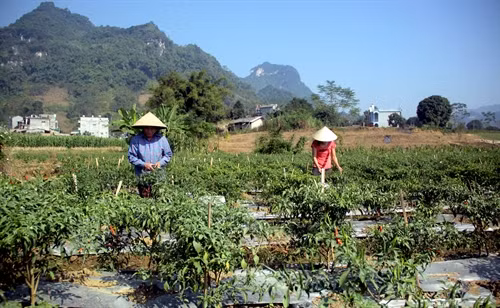 Trồng ớt xuất khẩu mang lại thu nhập cao cho người dân xã Yên Nguyên.