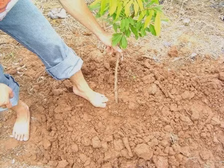 Có nhiều cách nhân giống cây nhãn