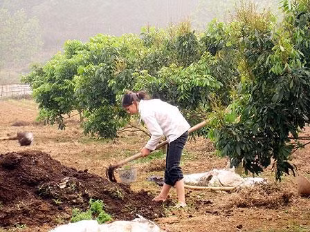 Cần bón phân, chăm sóc đúng thời vụ