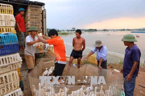 Người nông dân phải bán vịt giá rẻ để chạy lũ tại thôn Cấn Thượng. Ảnh: Thành Đạt – TTXVN