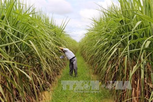 Vùng nguyên liệu mía tại xã Đồng Khởi, huyện Châu Thành, tỉnh Tây Ninh. Ảnh: Lê Đức Hoảnh - TTXVN