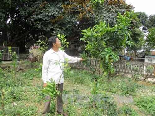 Vườn cam, bưởi đang phát triển trong trang trại của ông Nguyễn Hữu Nhân. Ảnh: Nguyễn Nam - TTXVN