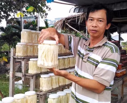 Giòn ngon dưa bồn bồn đặc sản Đất Mũi ảnh 7