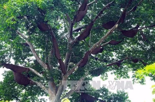 Cây thần Mạy Noọng của người Thái. Ảnh: TTXVN