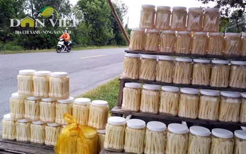 Giòn ngon dưa bồn bồn đặc sản Đất Mũi ảnh 6
