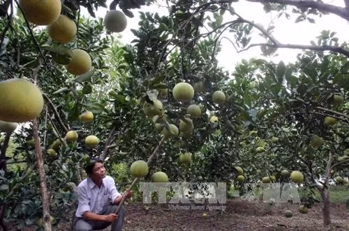 Bưởi Đoan Hùng đoạt "Thương hiệu vàng nông nghiệp 2015” ảnh 1