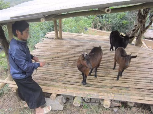 Gia đình anh Giang Thanh Mai, trú tại bản Cá Tớp, xã Pù Nhi, thực hiện mô hình chăn nuôi dê cỏ cho thu nhập hơn 3 triệu đồng/tháng. Ảnh: Nguyễn Nam - TTXVN