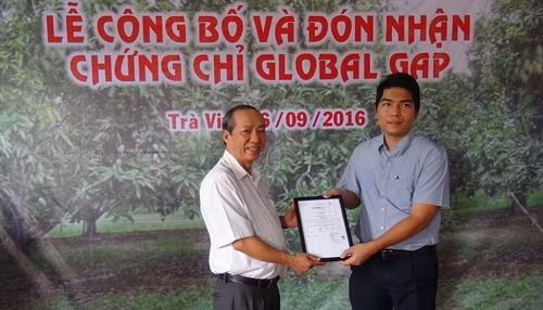Xoài cát Hoà Lộc của Trà Vinh đạt chuẩn GlobalGAP ảnh 1
