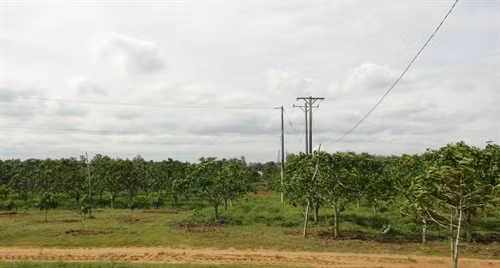 Tỉnh Trà Vinh có hơn 3.000 ha xoài