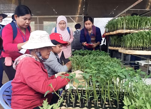 Các chuyên gia và nông dân các nước ASEAN học cách ghép cây cà chua
