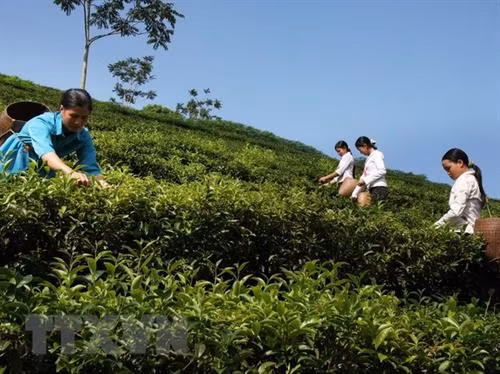Thu hoạch chè ở xã Tân Lập, huyện Mộc Châu. Ảnh: Phương Hoa - TTXVN