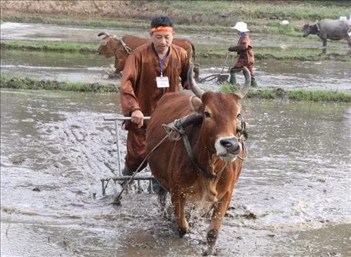 Người dân thôn Thanh Hoa, xã Trung Thành thi bừa ruộng trong Lễ hội. Ảnh: Hoàng Nguyên – TTXVN