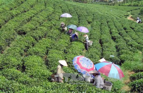 Thu hái chè Mộc Châu, Sơn La - TTXVN