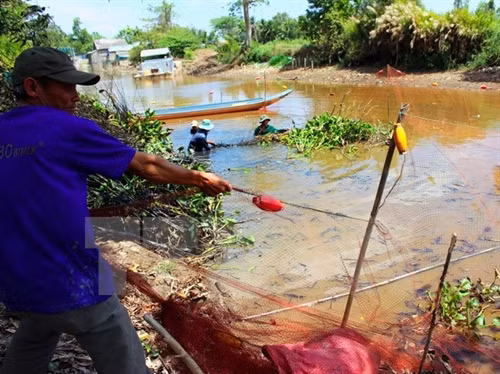 Người dân huyện Trần Văn Thời thu hoạch cá đồng trên sông. (Ảnh: Huỳnh Thế Anh/TTXVN)