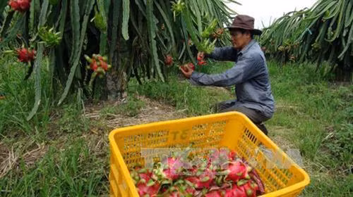 Thu hoạch thanh long ruột đỏ ở huyện Châu Thành. Ảnh: Huỳnh Phúc Hậu - TTXVN