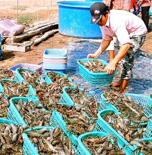 Thương lái thu mua tôm tại thành phố Bạc Liêu.