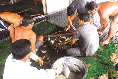 Làng cá bè Châu Đốc mỗi năm cung cấp ra thị trường hàng nghìn tấn cá các loại