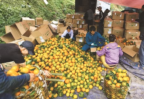Cam sành Hàm Yên được phân loại trước khi đưa đi tiêu thụ