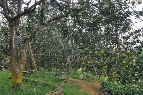 Vườn bưởi của gia đình ông Nguyễn Văn Định, thôn Minh Thân, xã Đại Minh. Ảnh: Nguyễn Việt Dũng - TTXVN