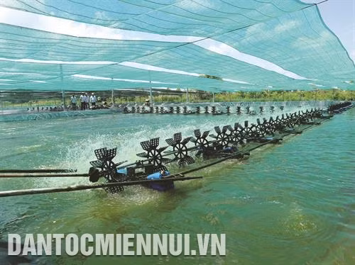 Cần lắp đặt hệ thống quạt nước đúng kỹ thuật. Ảnh: Kim Há