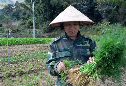Chị em phụ nữ của Tổ hợp tác sản xuất rau an toàn xã Mường Báng thu hoạch thìa là. Ảnh: Văn Dũng -TTXVN
