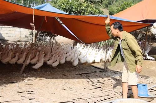 Lúc nào anh Đông cũng tất bật bên chuồng vịt. Ảnh :danviet.vn