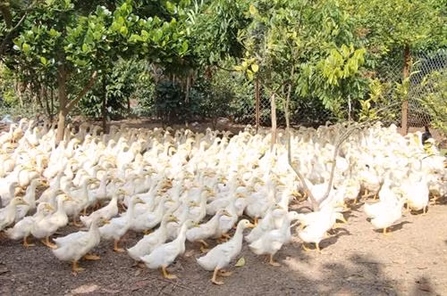 Vì nuôi gối lứa nên lúc nào anh Đông cũng có vịt bán cho khách. Ảnh: danviet.vn