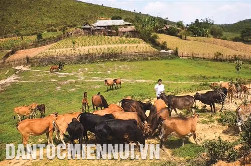 Chăn thả trâu, bò vào sáng sớm hoặc chiều muộn để tránh nắng. Ảnh: Xuân Tư