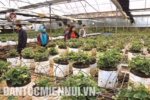Không chỉ mang lại giá trị kinh tế cho người sản xuất, trồng dâu tây áp dụng công nghệ cao còn gắn với phát triển du lịch của vùng kinh tế động lực Khu du lịch sinh thái Măng Đen. Ảnh: Văn Phương