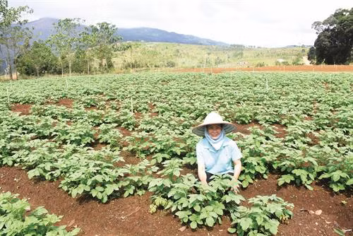 Huyện Kon Plông chủ trương mở rộng diện tích rau, củ, quả xứ lạnh để tiếp tục kêu gọi đầu tư vào Khu du lịch sinh thái Măng Đen. Ảnh: Văn Phương
