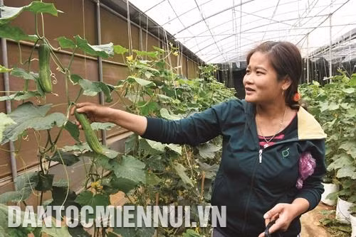Nhiều doanh nghiệp ở Măng Đen đã ứng dụng công nghệ cao vào sản xuất nông nghiệp, tạo ra được những sản phẩm có giá trị, đồng thời giải quyết việc làm cho đồng bào. Trong ảnh: Đồng bào dân tộc ứng dụng công nghệ cao vào trồng dưa chuột. Ảnh: Văn Phương