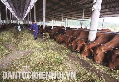 Chuồng trại cần thoáng mát. Ảnh: Vũ Sinh
