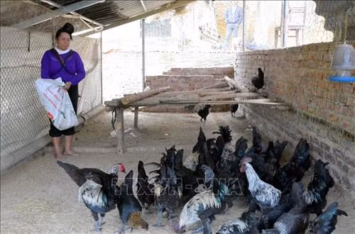 Gà đen Tủa Chùa được chăm sóc cẩn thận và mất nhiều công sức hơn với giống gà khác. Ảnh: Văn Dũng –TTXVN