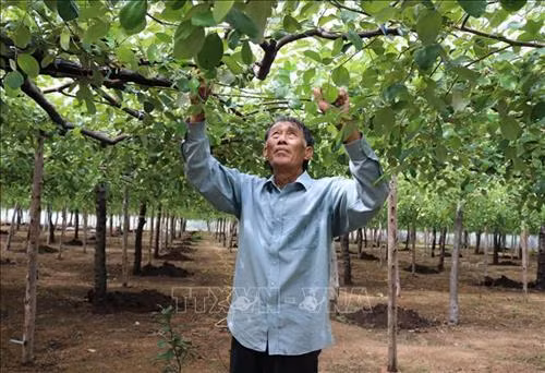 Ông Đỗ Thành Thanh (thị trấn Phước Dân, huyện Ninh Phước) kiểm tra táo trồng trong vườn đã bao lưới. Ảnh: Nguyễn Thành – TTXVN