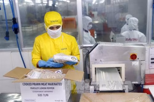 Công ty Cổ phần Seavina, Khu công nghiệp Trà Nóc II, quận Ô Môn, thành phố Cần Thơ là một trong những công ty chế biến tôm hàng đầu của đồng bằng sông Cửu Long cũng như cả nước. Nhà máy của công ty có công suất chế biến 40 tấn tôm nguyên liệu/ngày. Trong ảnh: Công nhân Seavina đóng thùng sản phẩm sau khi chế biến. Ảnh: Thanh Liêm – TTXVN