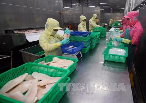 Công ty TNHH Hùng Cá ở Đồng Tháp chuyên nuôi và chế biến cá tra xuất khẩu. Doanh thu mỗi năm đạt hơn 5.000 tỷ đồng, tạo việc làm ổn định cho 6.000 lao động. Ảnh: Vũ Sinh – TTXVN