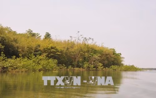 Trồng rừng bán ngập trong các hồ thủy điện. Ảnh: Đậu Tất Thành - TTXVN