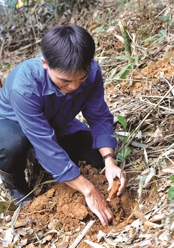 Gia đình anh Vương Văn Cường (dân tộc Giáy) thoát nghèo nhờ mô hình trồng rừng cho hiệu quả kinh tế cao