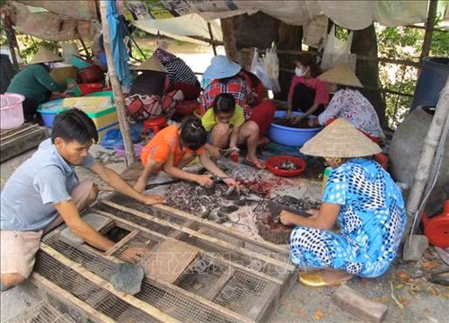 Các chủ sạp và nhân công đang tất bật làm thịt chuột để kịp giao cho khách. Ảnh: Công Mạo-TTXVN