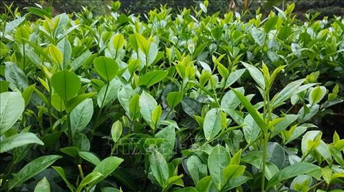 Huyện Văn Chấn (Yên Bái) cải tạo, trồng thay thế bằng giống chè lai LDP có năng suất chất lượng cao. Ảnh: Đinh Thùy-TTXVN